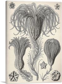 Crinoidea Marine Animals Flagellates-1-Panel-40x26x1.5 Thick