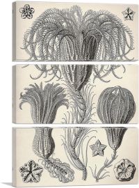 Crinoidea Marine Animals Flagellates-3-Panels-90x60x1.5 Thick