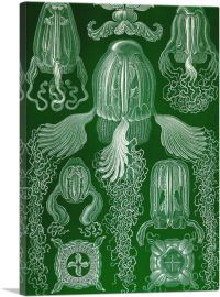 Cubomedusae Jellyfish 1904-1-Panel-18x12x1.5 Thick