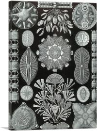 Diatomea Black White-1-Panel-40x26x1.5 Thick