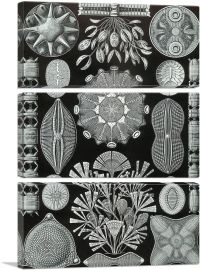 Diatomea Black White-3-Panels-90x60x1.5 Thick