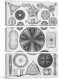 Diatomea-3-Panels-90x60x1.5 Thick