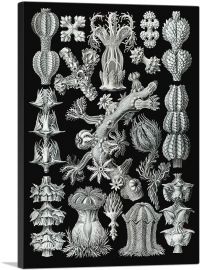 Gorgonida Corals-1-Panel-18x12x1.5 Thick