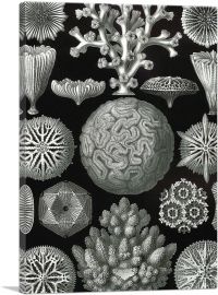 Hexacoralla Aquatic Organisms 1904-1-Panel-18x12x1.5 Thick