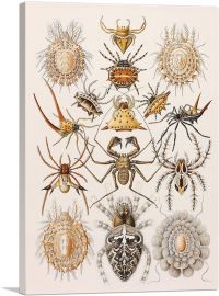 Illustration Of Arachnida Invertebrate Animals-1-Panel-60x40x1.5 Thick