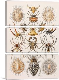 Illustration Of Arachnida Invertebrate Animals-3-Panels-60x40x1.5 Thick