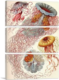 Jelly Fish-3-Panels-60x40x1.5 Thick