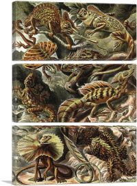 Lacertilia Lizards Reptiles 1904-3-Panels-90x60x1.5 Thick