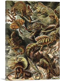 Lacertilia Lizards Reptiles 1904-1-Panel-40x26x1.5 Thick