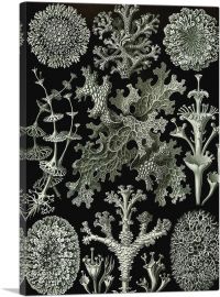 Lichenes 1904-1-Panel-40x26x1.5 Thick