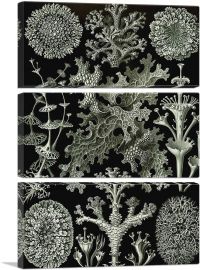 Lichenes 1904-3-Panels-60x40x1.5 Thick