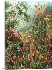 Muscinae 1903-1-Panel-40x26x1.5 Thick