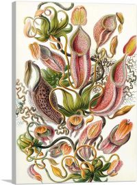 Nepenthaceae  Carnivorous Plants 1904-1-Panel-18x12x1.5 Thick