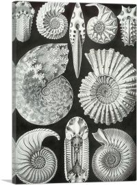 Ammonitida Sea Shells-1-Panel-40x26x1.5 Thick