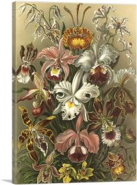 Orchids Flower Flowering Plants-1-Panel-12x8x.75 Thick