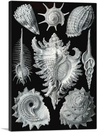 Prosobranchia Sea Land Freshwater Snails-1-Panel-26x18x1.5 Thick