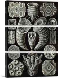 Tetracoralla Colonial Sea Corals-3-Panels-60x40x1.5 Thick