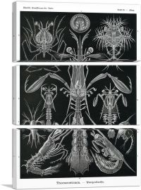 Thoracostraca-3-Panels-60x40x1.5 Thick