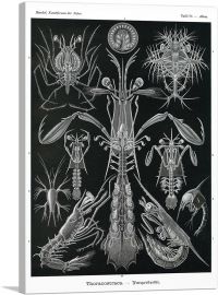 Thoracostraca-1-Panel-18x12x1.5 Thick