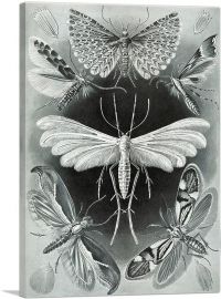 Tineida Moth 1904-1-Panel-18x12x1.5 Thick