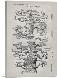 Tree Of Life From The Evolution Of Man-1-Panel-18x12x1.5 Thick