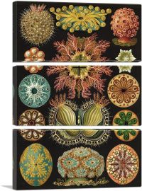 Ascidiae Sea Invertebrate 1904-3-Panels-90x60x1.5 Thick