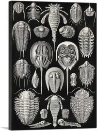 Aspidonia Sea Crustaceans
