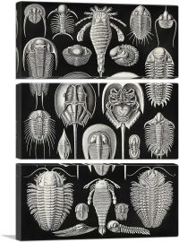 Aspidonia Sea Crustaceans-3-Panels-90x60x1.5 Thick