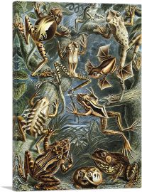 Batrachia Amphibians Frogs 1904-1-Panel-40x26x1.5 Thick
