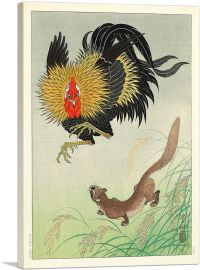 A Rooster and Weasel in a Barley Field