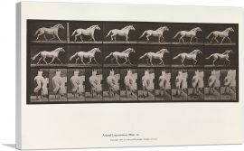Animal Locomotion - White Horse 1885