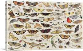 An Extensive Study Of Butterflies Insects And Seashells 1671-1-Panel-26x18x1.5 Thick