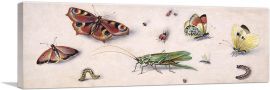 Insects Butterflies And a Grasshopper-1-Panel-36x12x1.5 Thick