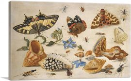 A Swallowtail Red Admiral And Other Insects Shells Sprig Of Borage-1-Panel-12x8x.75 Thick