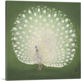 Peacock-1-Panel-36x36x1.5 Thick