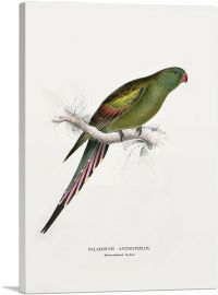 Blossom-Feathered Parakeet