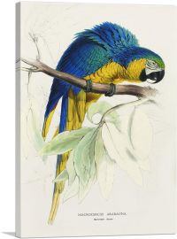 Blue And Yellow Macaw-1-Panel-26x18x1.5 Thick