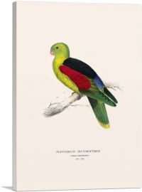 Crimson-Winged Parakeet 1832