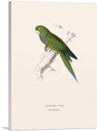 Dwarf Parakeet Macaw 1832