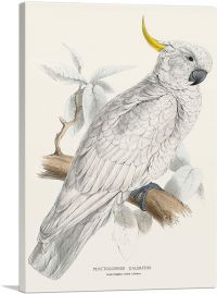 Greater Sulphur-Crested Cockatoo-1-Panel-40x26x1.5 Thick
