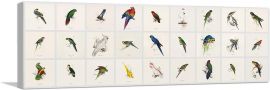 Macaw Parrakeet Parrot Cockatoo Collage Panaramic-1-Panel-60x20x1.5 Thick