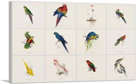 Parrot Cockatoo Macaw Parrakeet Collage Rectangle-1-Panel-40x26x1.5 Thick