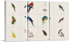 Parrot Cockatoo Macaw Parrakeet Collage Rectangle-3-Panels-60x40x1.5 Thick