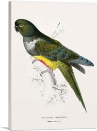 Patagonian Parrakeet Macaw 1832-1-Panel-18x12x1.5 Thick