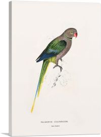 Pigeon Parakeet