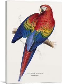 Red And Yellow Macaw 1830-1-Panel-26x18x1.5 Thick