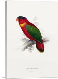 Black-Capped Lory-1-Panel-12x8x.75 Thick