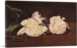 Still Life - Branch of White Peonies 1864-1-Panel-18x12x1.5 Thick