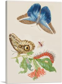 Branch Of Cardinal's Guard Idomeneus Giant Owl Butterfly 1702-1-Panel-18x12x1.5 Thick