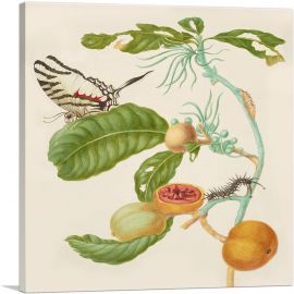 Branch Of Duroia Eriopila Zebra Swallowtail Butterfly 1702-1-Panel-26x26x.75 Thick